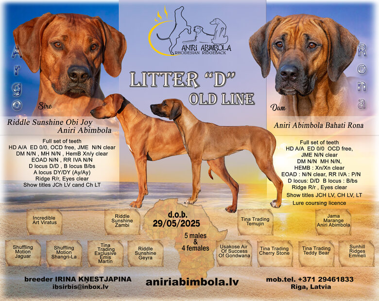 https://aniriabimbola.mozello.com/puppies/litter-d-old-line-29052025/